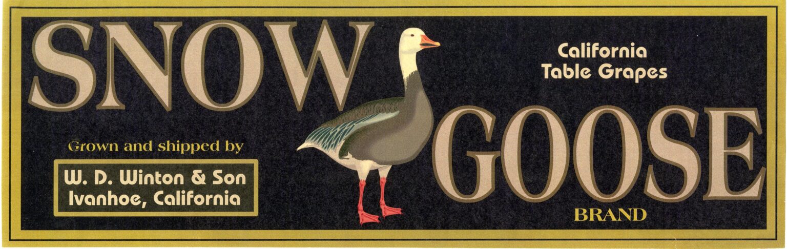 Snow Goose